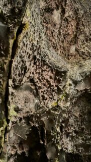 Volcanic Rock with Moss Close-up