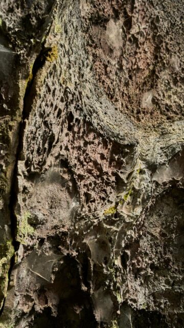 Volcanic Rock with Moss Close-up