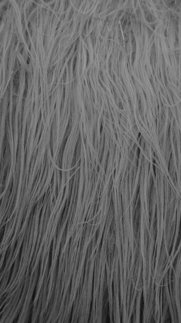 Gray Fur Texture Wallpaper