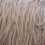 Shaggy Light Brown Animal Fur Texture
