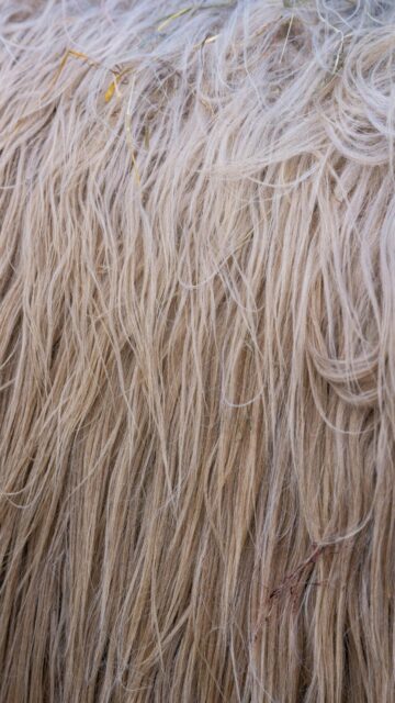 Shaggy Light Brown Animal Fur Texture