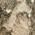 Nature's Texture: Close-up of Textured Tree Bark with Lichen