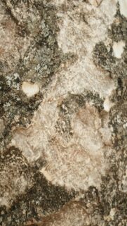 Nature’s Texture: Close-up of Textured Tree Bark with Lichen