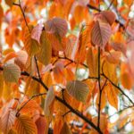 Vibrant Orange Autumn Leaves Wallpaper