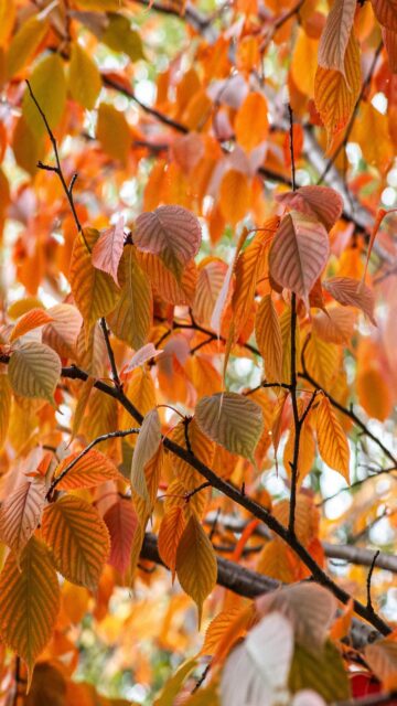 Vibrant Orange Autumn Leaves Wallpaper