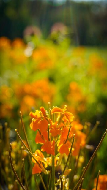 Vibrant Orange Flowers in a Field