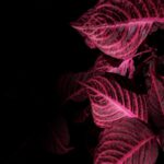 Pink Leaves Close Up Wallpaper
