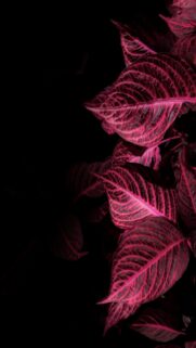 Pink Leaves Close Up Wallpaper