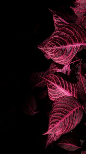 Pink Leaves Close Up Wallpaper