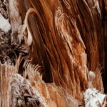 Weathered Wood Grain Close-up