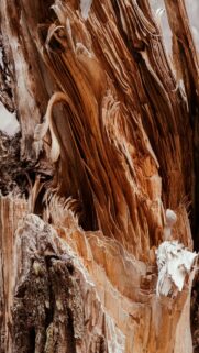 Weathered Wood Grain Close-up