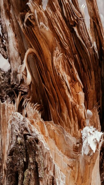 Weathered Wood Grain Close-up