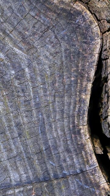 Weathered Tree Trunk Rings and Bark Close-up