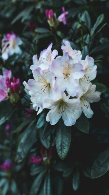 White Rhododendron Flowers Close Up