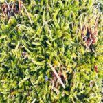 Nature's Harmony: Green Moss with Pine Needles