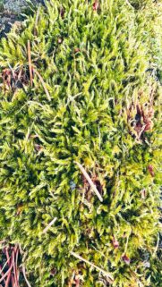 Nature’s Harmony: Green Moss with Pine Needles