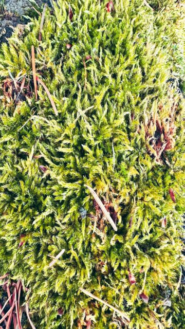 Nature's Harmony: Green Moss with Pine Needles