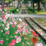 Railway Oasis: Cosmos Flowers Bloom Beside Tracks