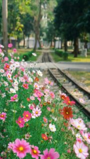 Railway Oasis: Cosmos Flowers Bloom Beside Tracks