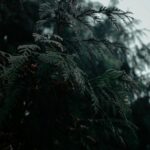 Dark Evergreen Branches With Small Red Berries