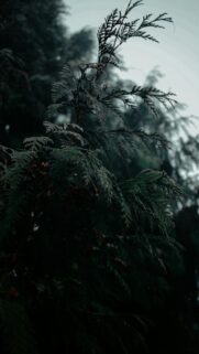 Dark Evergreen Branches With Small Red Berries