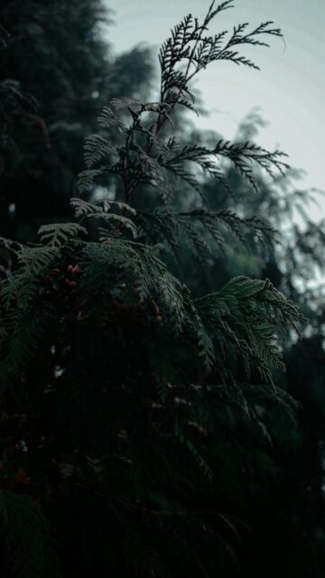 Dark Evergreen Branches With Small Red Berries