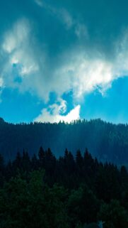Dramatic Skies Over Dark Forest