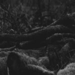 Mossy Forest Landscape