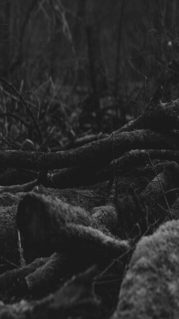 Mossy Forest Landscape