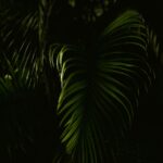 Dramatic Palm Leaves Wallpaper