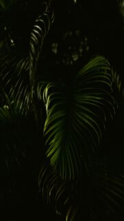 Dramatic Palm Leaves Wallpaper