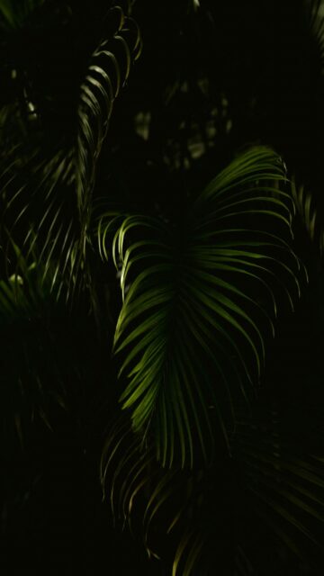 Dramatic Palm Leaves Wallpaper