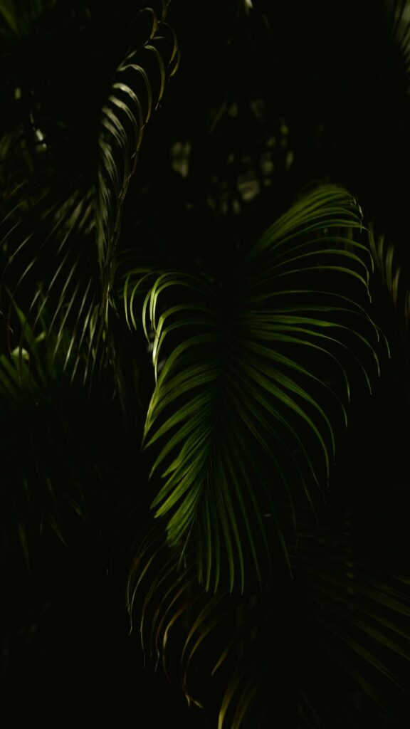 Previous