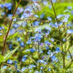 delicate-blue-flowers-among-green-foliage-mobile-wallpaper