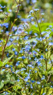delicate-blue-flowers-among-green-foliage-mobile-wallpaper