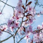 delicate-pink-cherry-blossoms-mobile-wallpaper