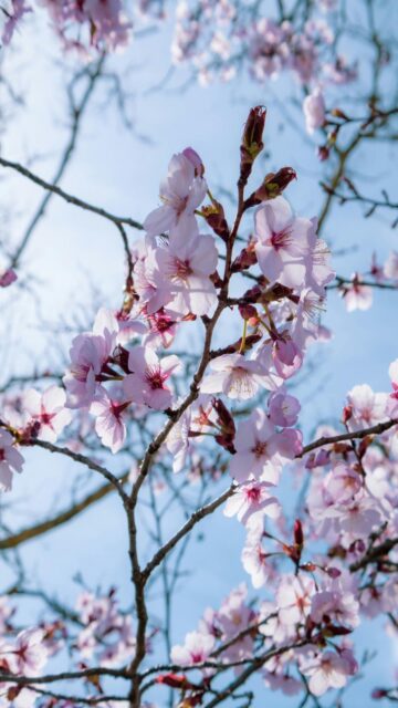 delicate-pink-cherry-blossoms-mobile-wallpaper
