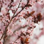 Delicate Pink Cherry Blossom Wallpapers