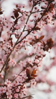 Delicate Pink Cherry Blossom Wallpapers