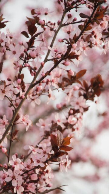 Delicate Pink Cherry Blossom Wallpapers