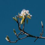 Delicate White Blossoms on a Bare Tree Branch