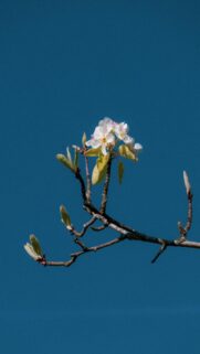 Delicate White Blossoms on a Bare Tree Branch