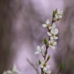 White Blossom Branch Background