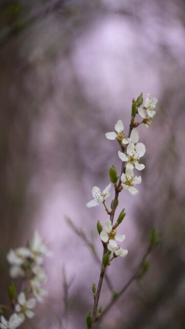 White Blossom Branch Background