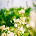 delicate-white-flowers-bloom-on-a-green-bush-mobile-wallpaper