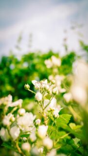 delicate-white-flowers-bloom-on-a-green-bush-mobile-wallpaper