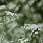White Wildflowers in Soft Focus