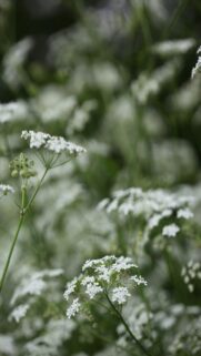 White Wildflowers in Soft Focus