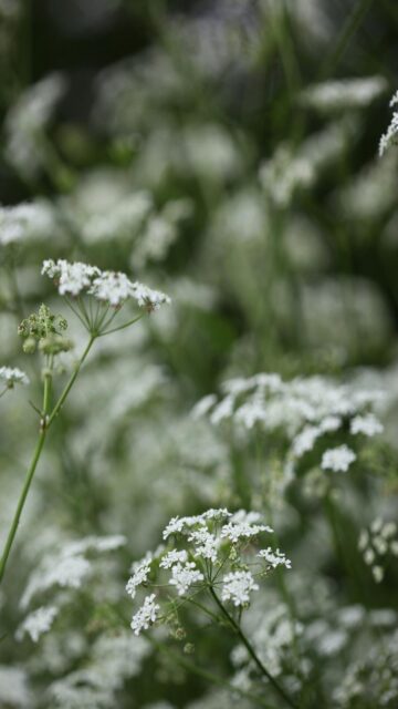 White Wildflowers in Soft Focus