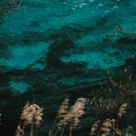 Turquoise Water Background with Dry Reeds